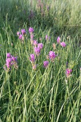 Blooming purple wild flowers in a summer meadow under soft sun rays at sunset. Natural nature background for design