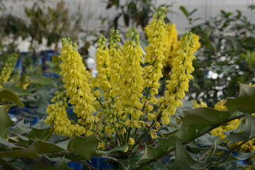 Mahonia japonica - Japanese Mahonia with Spiny Evergreen Leaves and Textured Bark
