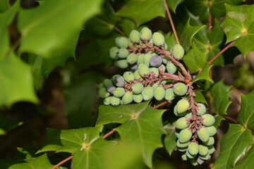 Mahonia japonica - Japanese Mahonia with Spiny Evergreen Leaves and Textured Bark