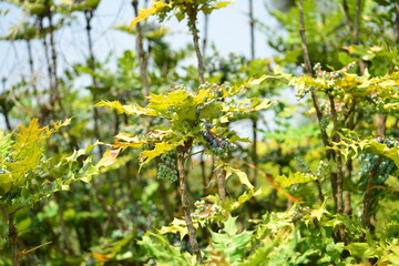 Mahonia japonica - Japanese Mahonia with Spiny Evergreen Leaves and Textured Bark