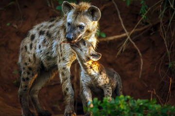 Spotted hyaena female with cub at den entry in Kruger National park, South Africa ; Specie Crocuta...