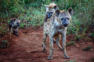 Spotted hyaena cubs playing with mother in Kruger National park, South Africa ; Specie Crocuta...
