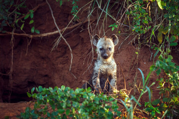 Spotted hyaena cub standing front view at den entry in Kruger National park, South Africa ; Specie...