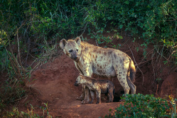 Spotted hyaena mother and cub bonding at den entry in Kruger National park, South Africa ; Specie...