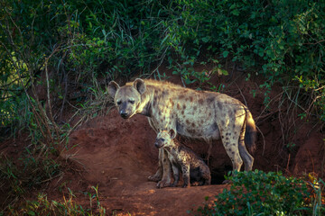 Spotted hyaena mother and cub bonding at den entry in Kruger National park, South Africa ; Specie...