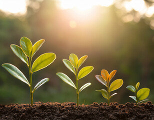 Growing Plant Sequence - a seedling grows progressively- metaphor for success or growth