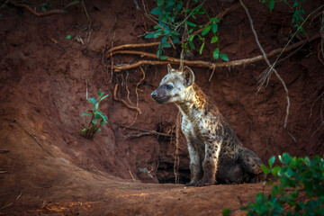 Spotted hyaena cub standing front view at den entry in Kruger National park, South Africa ; Specie...