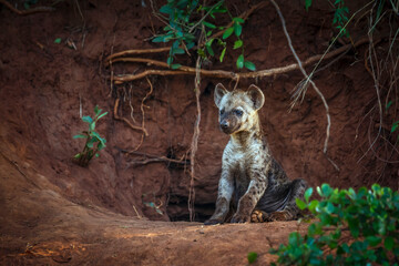 Spotted hyaena cub standing front view at den entry in Kruger National park, South Africa ; Specie...