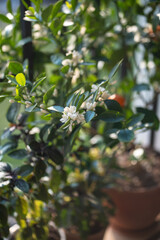Blooming citrus calamondin tree with fragrant scented flowers on balcony at home, selective soft...