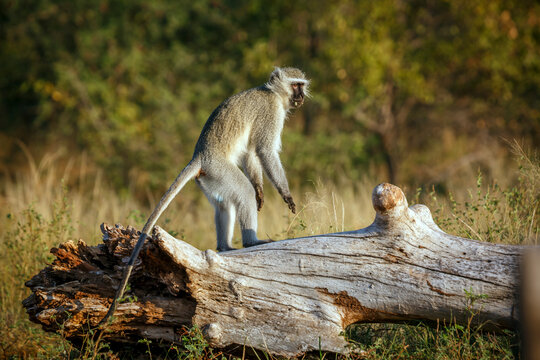 Vervet monkey standing up on a log rear view in Kruger National park, South Africa ; Specie Chlorocebus pygerythrus family of Cercopithecidae