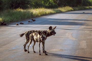 Two African wild dogs standing on safari road in Kruger National park, South Africa ; Specie Lycaon...