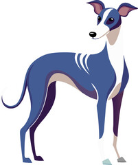 Whippet dog 