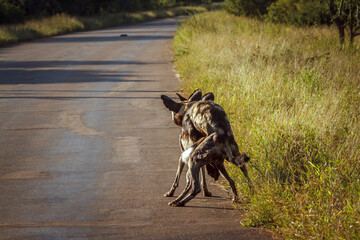African wild dog mating on the road in Kruger National park, South Africa ; Specie Lycaon pictus...