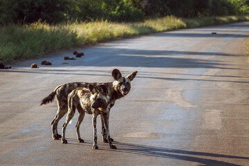 Two African wild dogs standing on safari road in Kruger National park, South Africa ; Specie Lycaon...