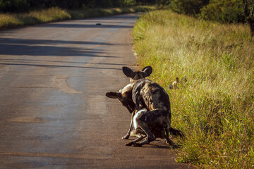 African wild dog mating on the road in Kruger National park, South Africa ; Specie Lycaon pictus...