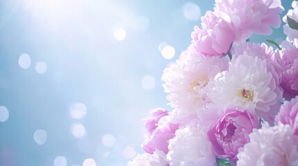 Fototapeta premium Blossoms in Soft Light: A delicate array of pink and white flowers basks in a gentle, sun-kissed ambiance, creating a captivating image of purity and serenity.
