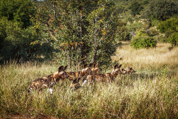 Pack of African wild dogs in alert in grass in Kruger National park, South Africa ; Specie Lycaon...