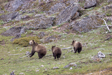 Grizzly Bear Sow and Her Cubs in Yellowstone National Park in Springtime