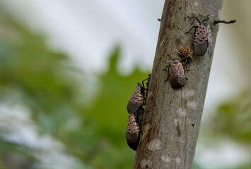 The invasive spotted lanternflies in Virginia are sitting on a Maple tree. Many lanternflies are infesting the trunk and limbs of maple trees in backyard and farms. Threat to Agriculture. Eastern US