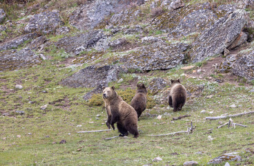 Fototapeta premium Grizzly Bear Sow and Her Cubs in Yellowstone National Park in Springtime