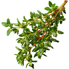 Fresh thyme leaves	
