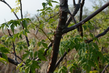 Melia azedarach - Chinaberry Tree with Bipinnate Leaves, Textured Bark and Upright Growth Form