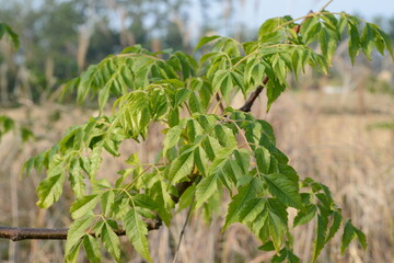Melia azedarach - Chinaberry Tree with Bipinnate Leaves, Textured Bark and Upright Growth Form
