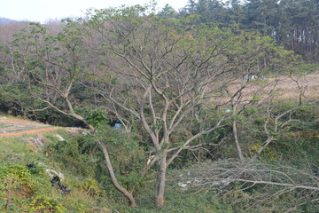 Melia azedarach - Chinaberry Tree with Bipinnate Leaves, Textured Bark and Upright Growth Form