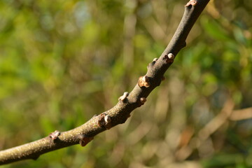 Melia azedarach - Chinaberry Tree with Bipinnate Leaves, Textured Bark and Upright Growth Form