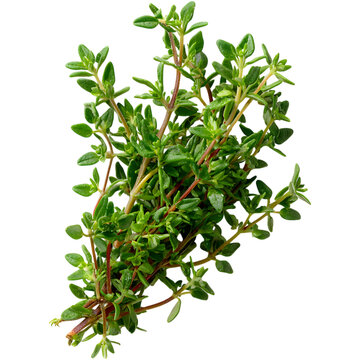 Fresh thyme leaves