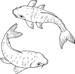 Hand drawn vector line set of Koi carp fish isolated on a white background.