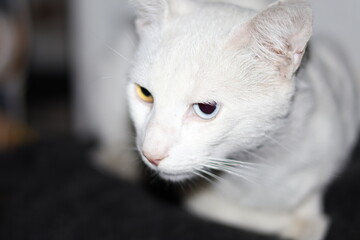 white cat portrait