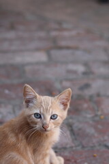 Orange cat
