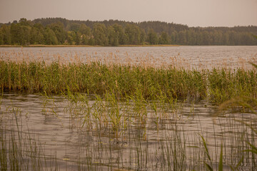 Obraz premium A beautiful lake in a forested area with aquatic plants, canes, reeds and trees on the shore under cloudy stormy dramatic sky