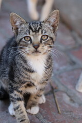 portrait of a british shorthair cat