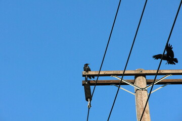 Crows on the electrical pole