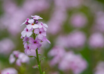 Beautiful close-up of aethionema coridifolium