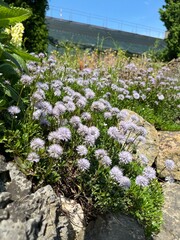 Cute delicate purple blooming Globularia cordifolia with lots of fluffy inflorescences in a rocky...