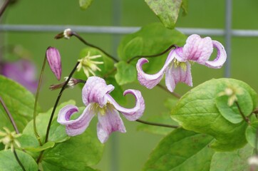 Delicate, pastel-pink blooms of an Italian Clematis Pagoda with the intricate amd swirling petals.