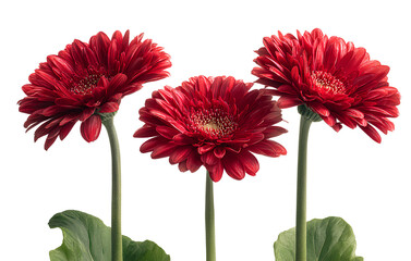 3 red gerbera daisies with long stems and green leaves on an isolated transparent background