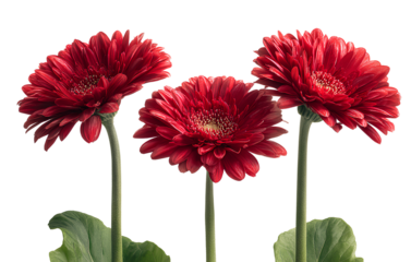 3 red gerbera daisies with long stems and green leaves on an isolated transparent background