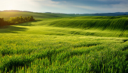 the field of young wheat background green grass