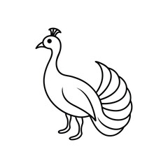 Fototapeta premium peacock line art