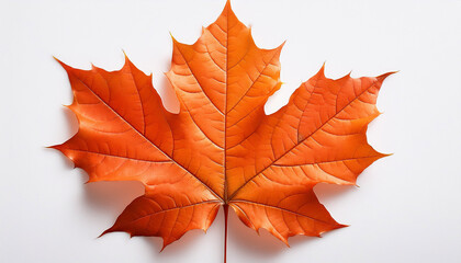 Obraz premium orange maple leaf the leaf appears vibrant and full of intricate details showcasing the beauty of nature in its simplicity on a white or clear surface png transparent background