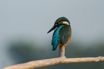Kingfisher – A brilliant blue kingfisher perches silently above the water,  scanning for fish in golden morning light.