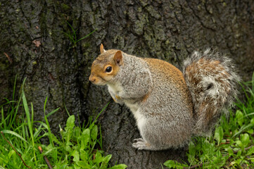 Gray Squirrel – A curious gray squirrel pauses on a branch, alert and still, captured in a quiet...