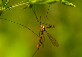 Nephrotoma flavescens – Delicate crane fly resting on a leaf in morning light. Its long legs and antennae create a graphic elegance.