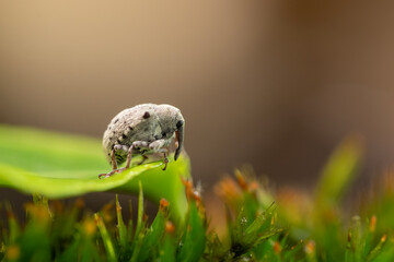 Cionus – Tiny weevil clings to a stem, its snout curved and body covered in subtle textures. A...