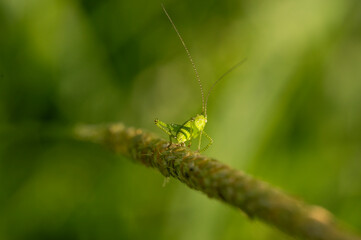 Leptophyes punctatissima – A delicate bush-cricket, hiding in green foliage. Its body dappled...