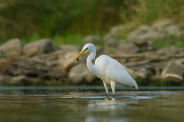 Great egret (Ardea alba) – A graceful white wader gliding silently through shallow waters, hunting fish with slow, deliberate precision.